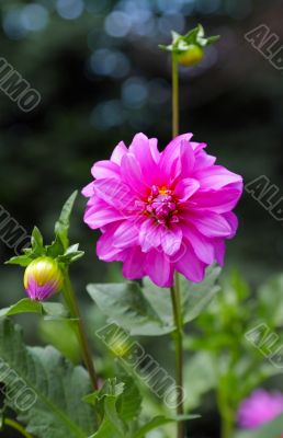 Pink dahlia