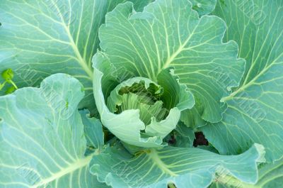Young cabbage on a bed, food background