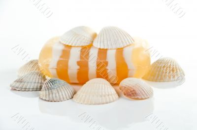 SPA kit, soap, and shells