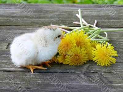 A small chicken and a bunch of dandelions