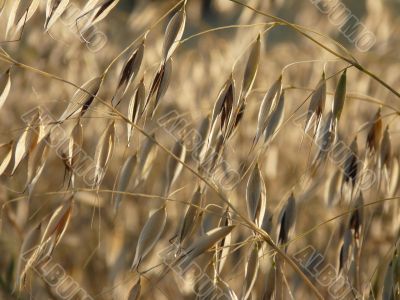 A sprig of golden oats on the field