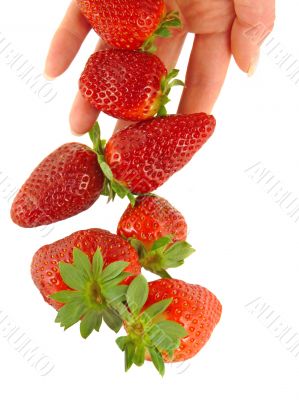 Strawberry falls on women`s hands 