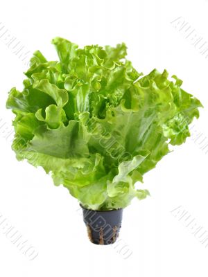 Lettuce in a pot isolated on a white background