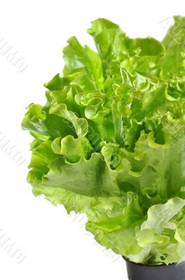 Lettuce in a pot isolated on a white background