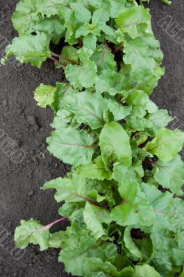 Young beets on a bed in the garden