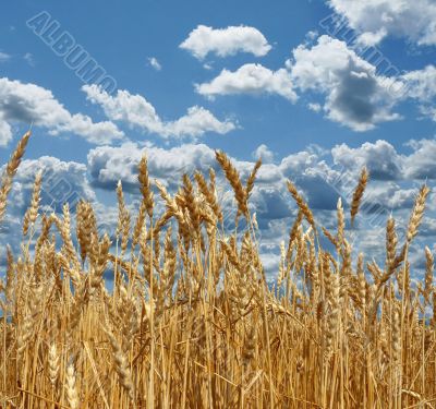 Ripe wheat against the backdrop of a beautiful sky 