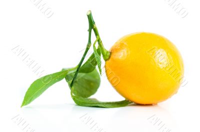 Fresh lemon with leaves on a light background