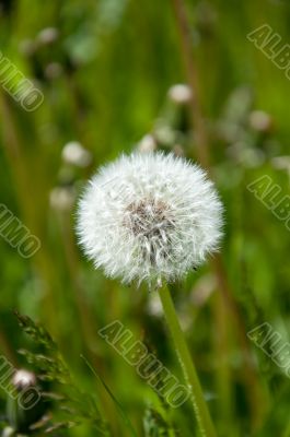 White dandelion on a meadow in the summer, closeup