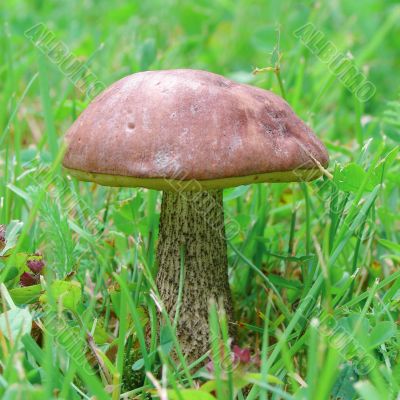 Edible mushroom