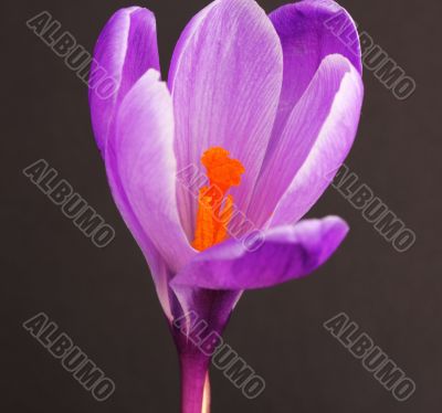 Crocus