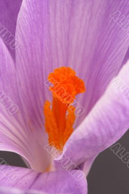 Crocus