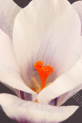 Crocus