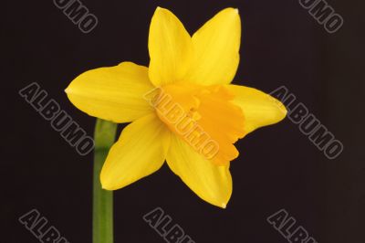 miniature daffodil