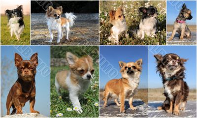 chihuahuas