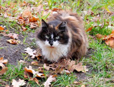 cat and autumn 