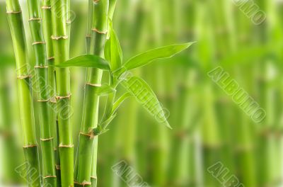 bamboo