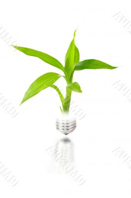 eco concept: light bulb with plant inside