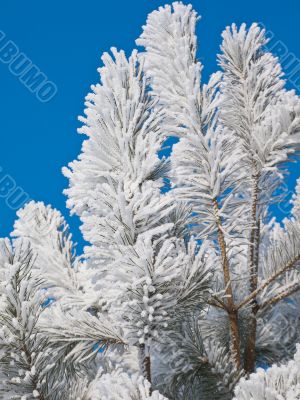 Hoarfrost on a pine