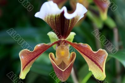 Paphiopedilum