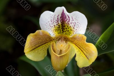 Paphiopedilum