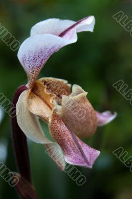 Paphiopedilum
