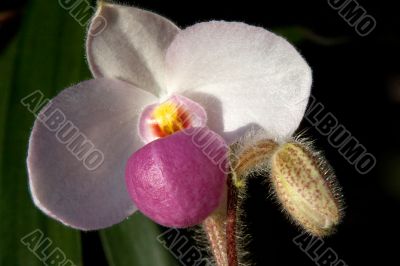 Paphiopedilum