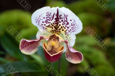 Paphiopedilum