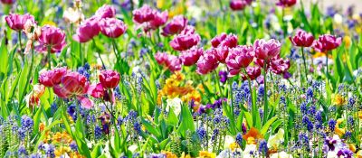 Beautiful spring flowers 