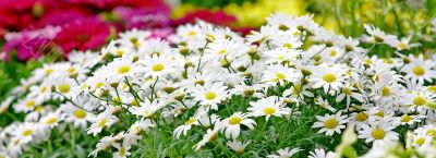 Small sunny chamomile flowers