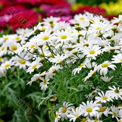 Small sunny chamomile flowers 