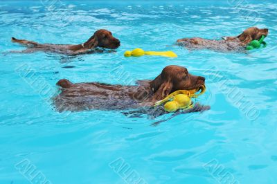 swimming cocker