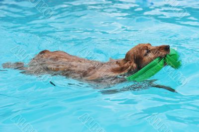 swimming cocker