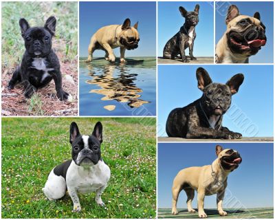 french bulldog 