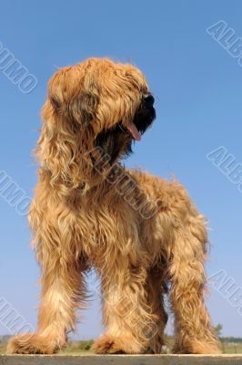 briard, french shepherd