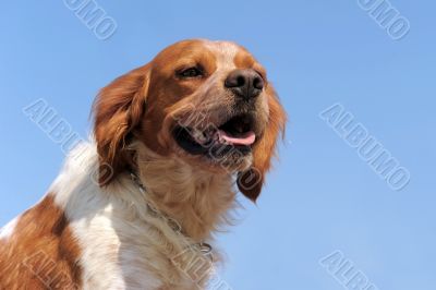 brittany spaniel
