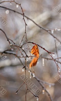 Early spring. Frozen droplets on a tree