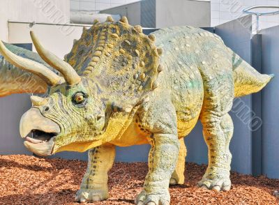 Triceratops portrait
