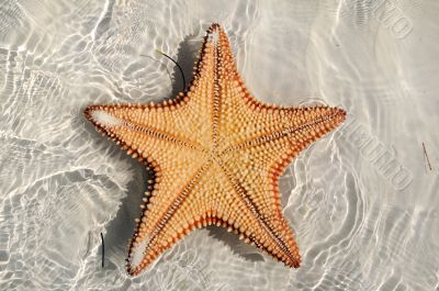 Starfish upside down