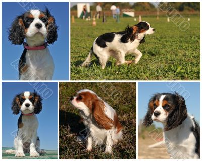 cavalier king charles