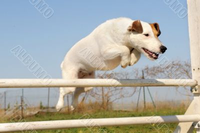 jack russel terrier in agility
