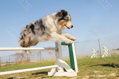 jumping australian shepherd