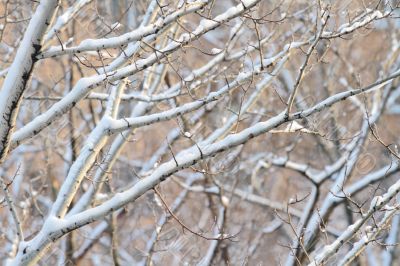  branches of trees 