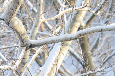  branches of trees 