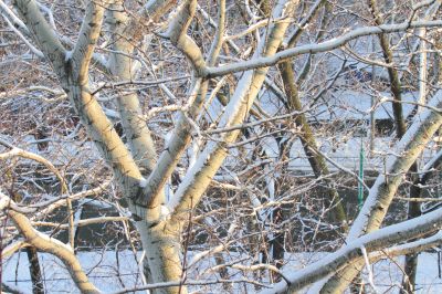  branches of trees 
