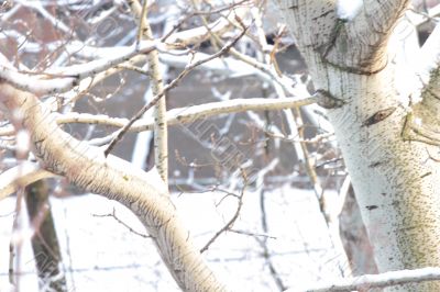  branches of trees 