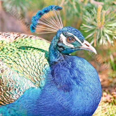  Peacock
