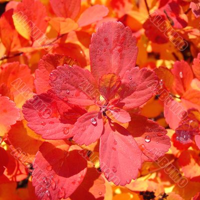 Red leaves background
