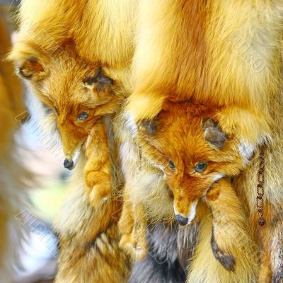  Fox fur collar sold in shop