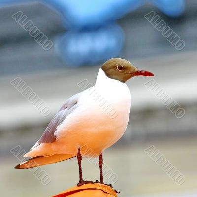  Seagull sits on the shore