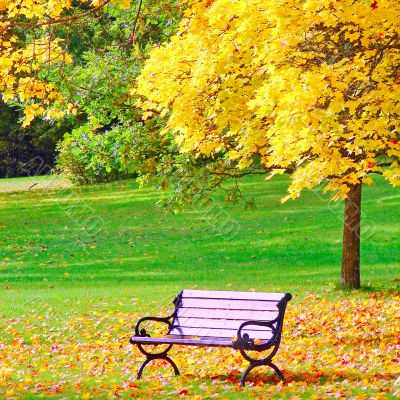 Bench and maple in city park in the autumn